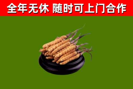 江津回收冬虫夏草
