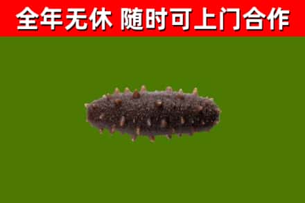 江津回收海参干